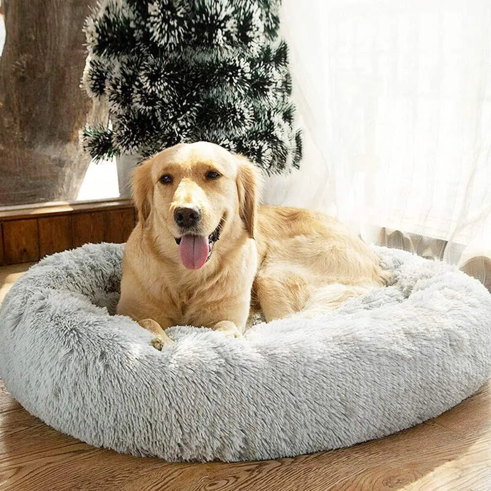 pet beds
dog beds
comfort for dogs
dog bed patterns
pet beds costco
cat bed diy
dog bed costco
diy cat bed
dog doughnut bed
dog bed doughnut
dog bed donut
dog donut bed
amazon dog bed
costco dog bed
dog bed at costco
costco dog beds
donut dog bed